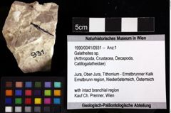 Foto (Objket + Etiketten) von Galatheites sp. 